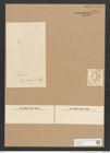 Surirella oregonica Ehr. (de-Toni-Nr.: Genus 53, Species 2324) Zeichnungen Sammlung Grunow Nr. 4770 (NHMW-BOT-W0372894)